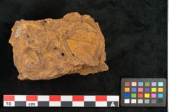 Foto (Objekt + Etikett) von Cinnamomum leichardtii Ettingshausen (NHMW-GEO-2024-0188-10378a)